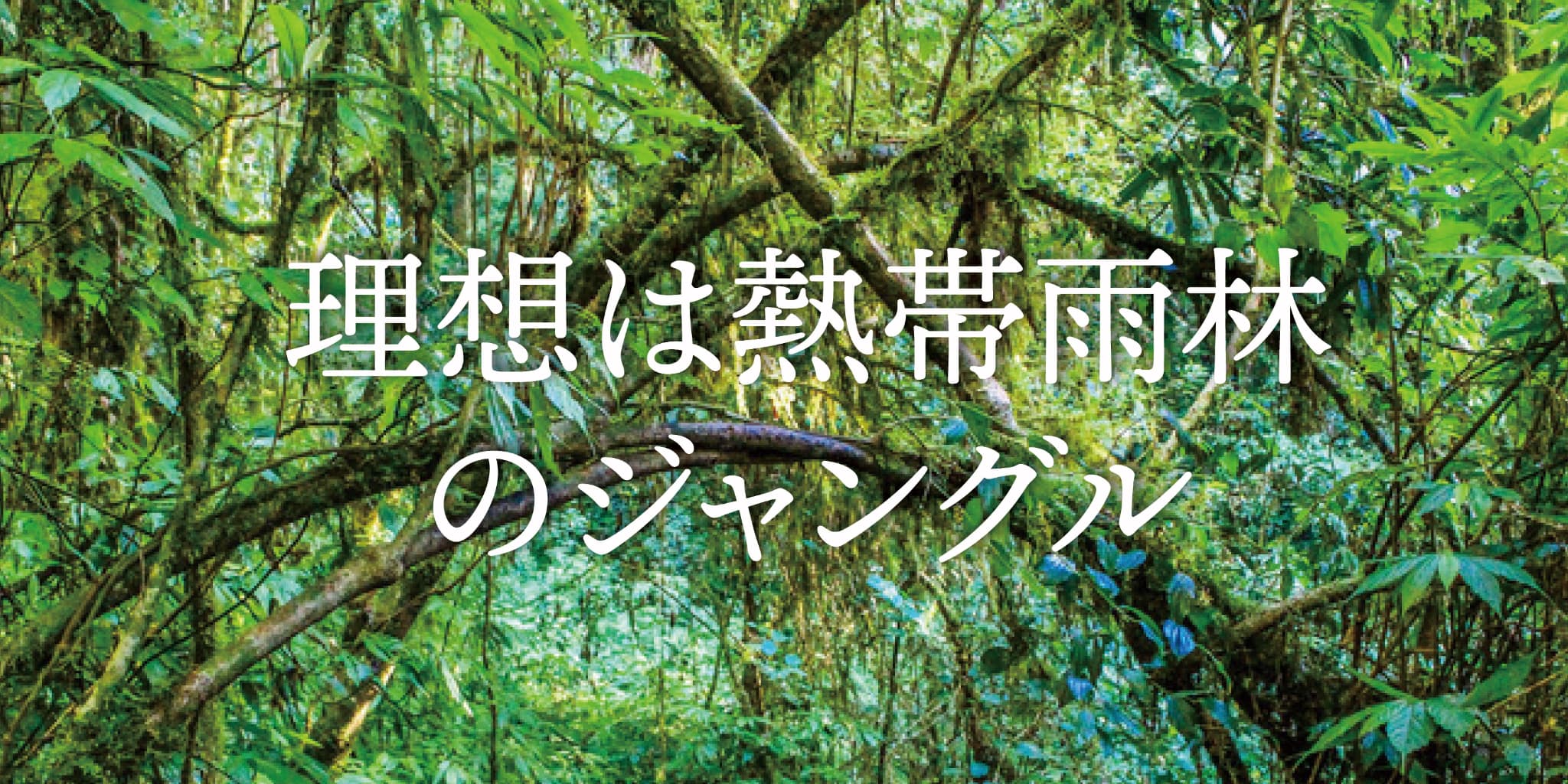 理想は熱帯雨林のジャングル